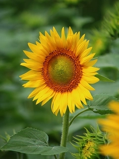 季節の花